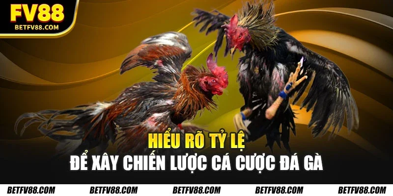 Các Chiến Lược Cá Cược Đá Gà Tối Ưu Giúp Bạn Thắng Lớn 1 Hiểu rõ tỷ lệ để xây chiến lược cá cược đá gà